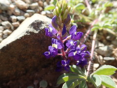 Lupinus flavoculatus