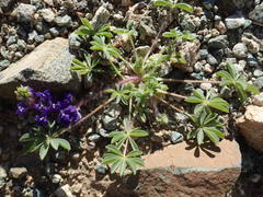 Lupinus flavoculatus