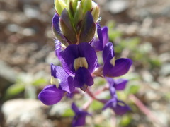 Lupinus flavoculatus