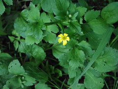 Ranunculus cantoniensis