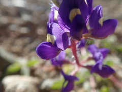 Lupinus flavoculatus