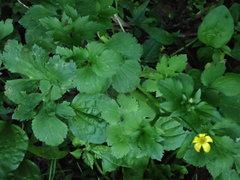 Ranunculus cantoniensis