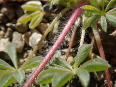 Lupinus flavoculatus
