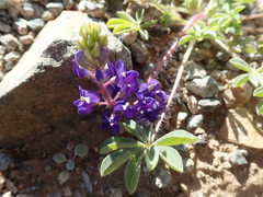 Lupinus flavoculatus