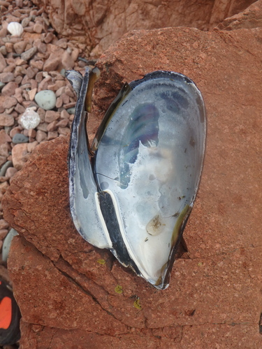 Crenomytilus grayanus observed 2026-07-11