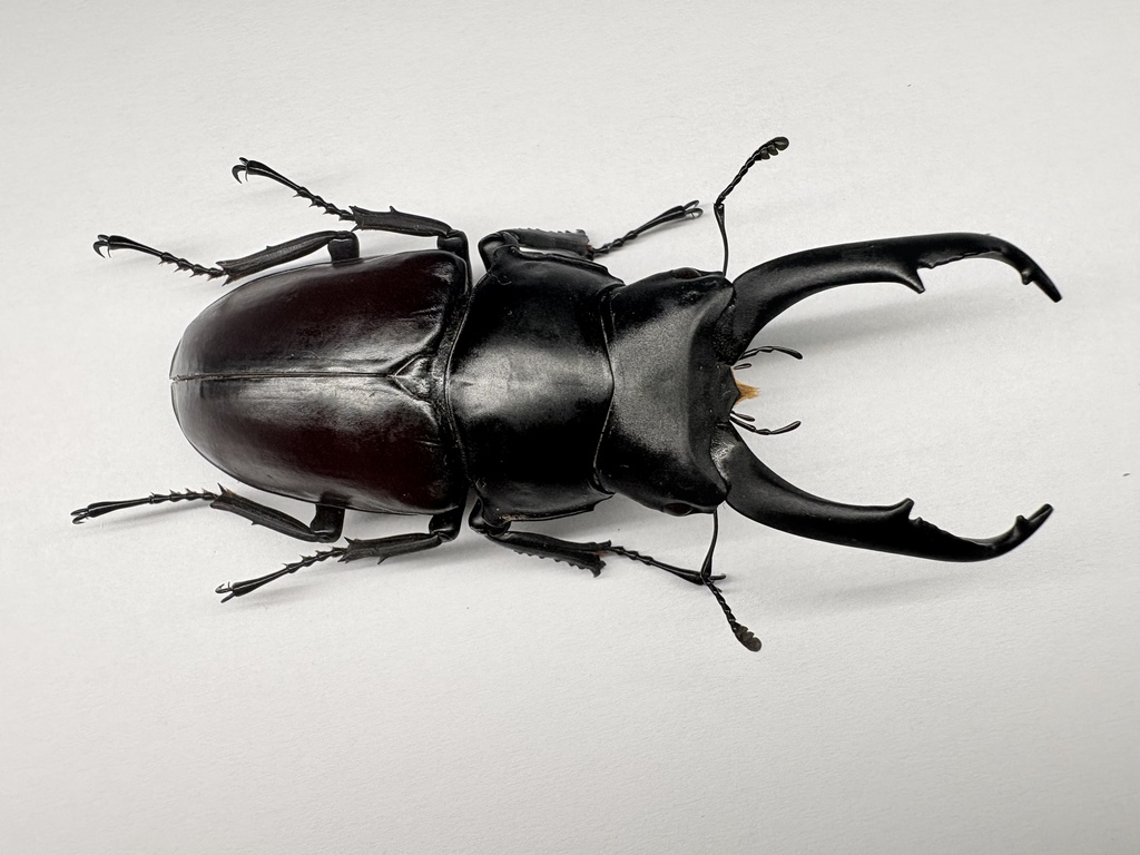 Dorcus donckieri