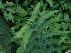 Pseudophegopteris subaurita