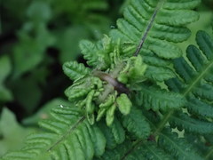 Pseudophegopteris subaurita