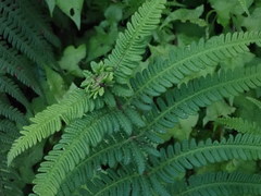 Pseudophegopteris subaurita