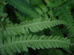 Pseudophegopteris subaurita