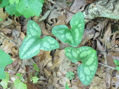Hexastylis arifolia