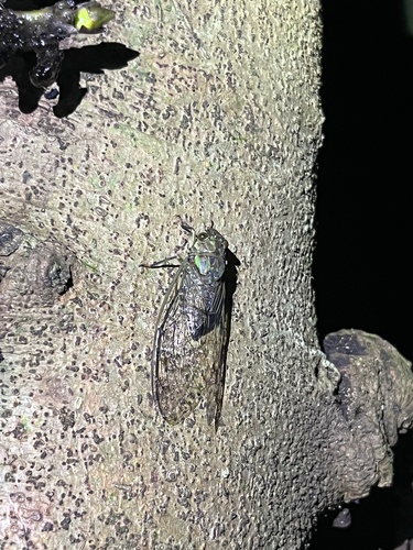 Trombonia curvata