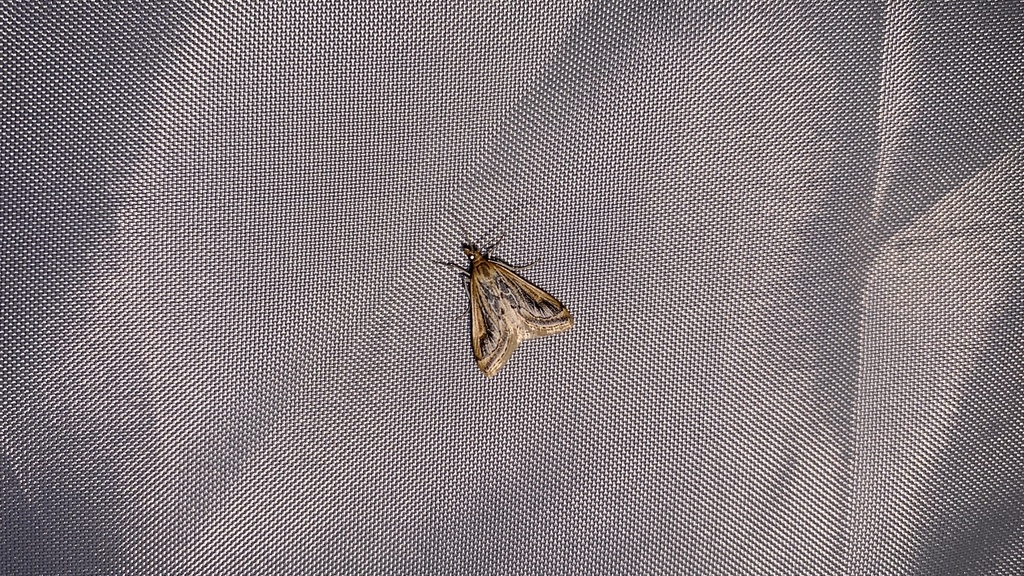 Pyrausta ochreicostalis
