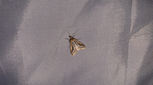 Pyrausta ochreicostalis