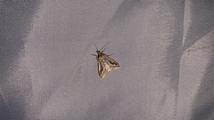 Pyrausta ochreicostalis