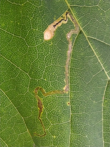 Scarce Maple Pigmy, Nijmegen, Koningshof, 6523 DC Nijmegen, Netherlands, photo 9 of 10