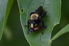 Laphria flavicollis
