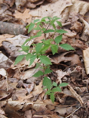 Rubus pubescens