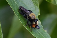 Laphria flavicollis