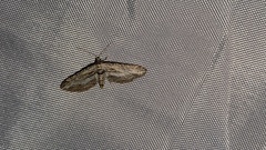 Eupithecia adequata