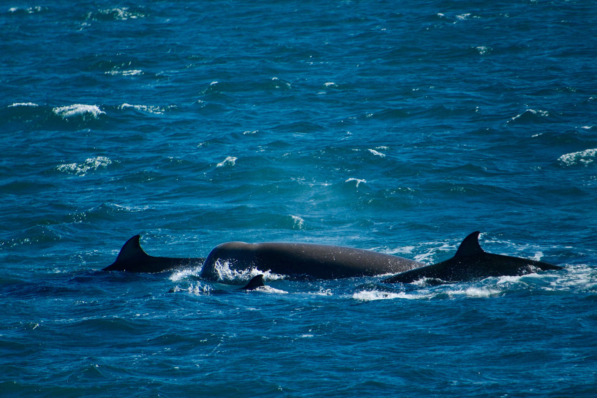 Hyperoodon ampullatus