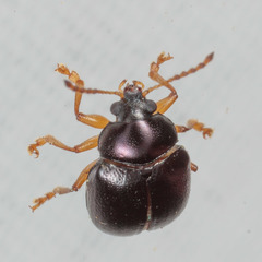 Brachypnoea lecontei