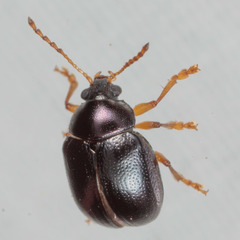 Brachypnoea lecontei