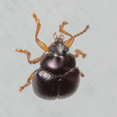 Brachypnoea lecontei