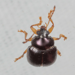 Brachypnoea lecontei