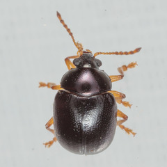 Brachypnoea lecontei