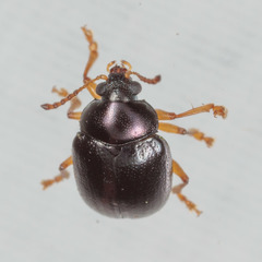 Brachypnoea lecontei