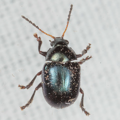 Brachypnoea lecontei