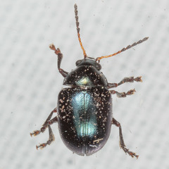 Brachypnoea lecontei