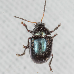Brachypnoea lecontei