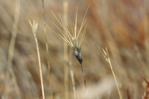 Aegilops geniculata observed 2026-08-04