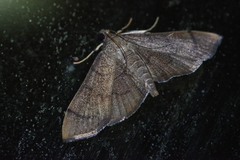 Omiodes decisalis
