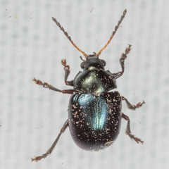 Brachypnoea lecontei