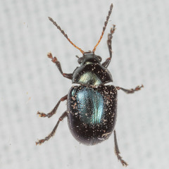 Brachypnoea lecontei