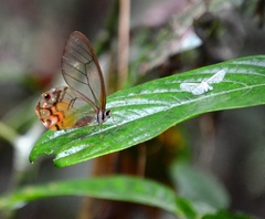 Haetera piera