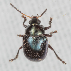 Brachypnoea lecontei