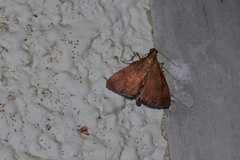 Endotricha theonalis