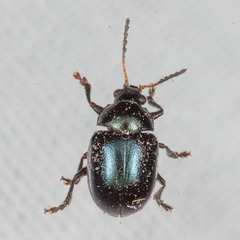 Brachypnoea lecontei