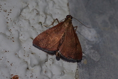 Endotricha theonalis