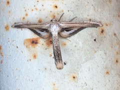Meskea dyspteraria