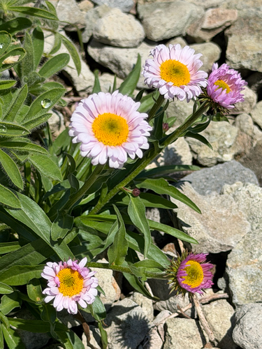 Erigeron glacialis, photograph 4