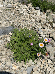 (c) John Leszczynski, some rights reserved (CC BY) Erigeron glacialis, photograph (c) John Leszczynski, some rights reserved (CC BY)