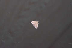 Endotricha theonalis