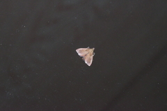 Endotricha theonalis