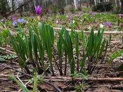 Allium microdictyon