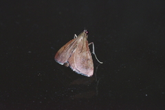Endotricha theonalis